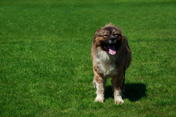 Caucasian Shepherd Dog