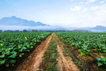 Tobacco plantation in farmland green and growing for made cigar and cigarette.