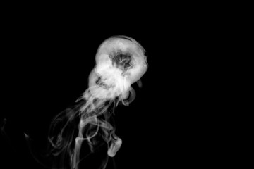 white circle smoke, abstract powder, water spray. isolated on black background.	