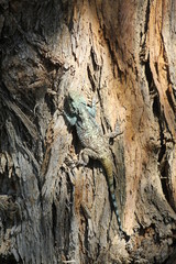 Naklejka na ściany i meble Lizard on a tree