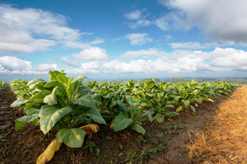 Fototapeta na wymiar Tobacco plantation in farmland green and growing for made cigar and cigarette.