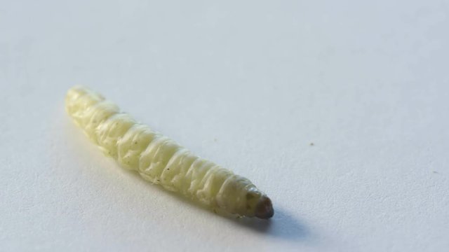 Macro shot of a waxworm crawling acrosss a white background.