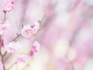 八重咲きの梅