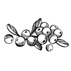 Hand drawn sketch style cranberry illustrations isolated on white background. Fresh food illustration.