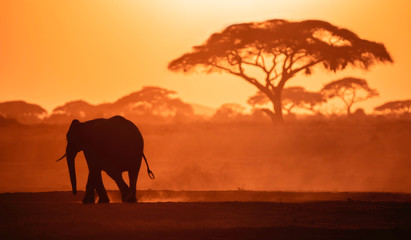 Fototapeta na wymiar Elephant walking in the Sunset at Amboslli National Park Kenya, Africa