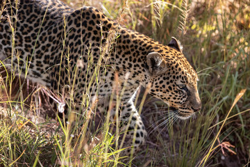 Leopard, Panthera pardus, hunting in the wild at The Maasai Mara, Kenya Africa