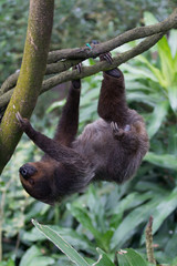 Fototapeta premium Closeup portrait of brown furry sloth with yellow eyes and a bright nose looking upside down.