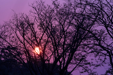 The sun is falling behind the shadow of the tree branches.