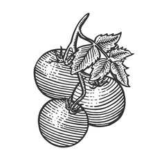 Tomato plant branch sketch engraving vector illustration. Scratch board style imitation. Hand drawn image.