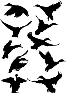 ten ducks black silhouettes on white