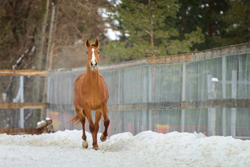 Domestic red horse running in the snow paddock in winter