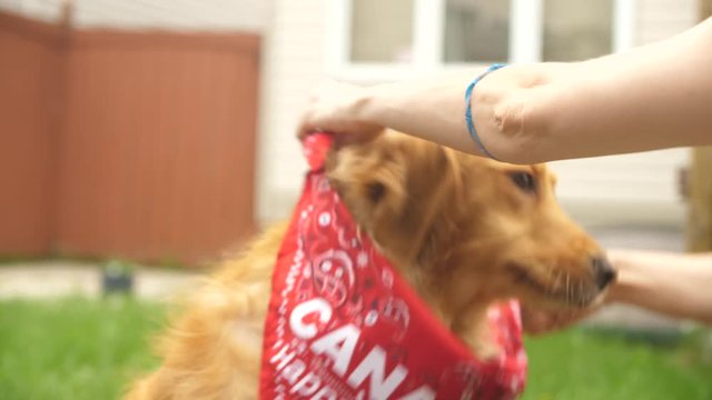 A golden retriever dog sits as he gets a canada day bandana put on his neck.