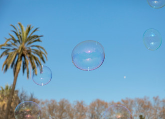 Bubble. Citadel Park. Color. Public. Balloons. Palm Tree