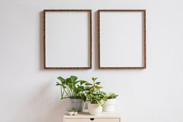 Stylish home interior with two brown wooden mock up photo frames above the wooden shelf with plants composition in design pots. Modern and minimalistic concept of white room decor. 