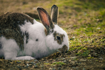 rabbit in the park