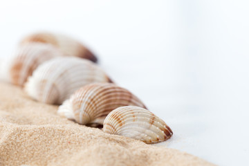 Fototapeta na wymiar Common cockle, cerastoderma edule seashell and sand pattern