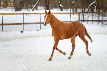 Domestic red horse running in the snow paddock in winter