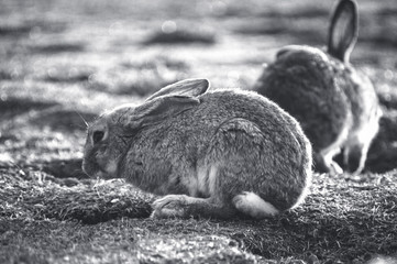 rabbit in the park