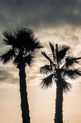 palm tree and sky