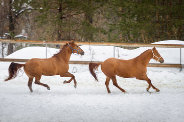 Domestic red horses running and playing in the snow paddock in winter