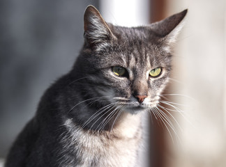 Beautiful cat basks in the spring sun