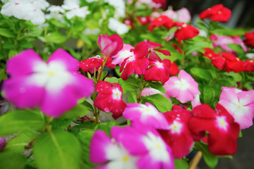 Catharanthus roseus, Madagascar periwinkle or rose periwinkle flower.