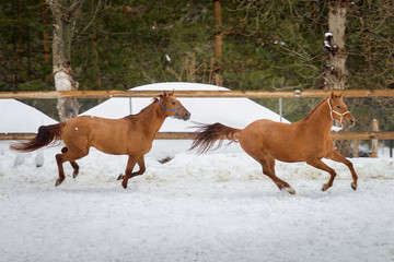 Domestic red horses running and playing in the snow paddock in winter