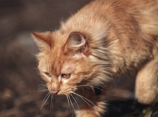Beautiful cat basks in the spring sun