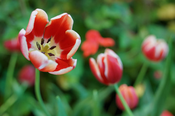 Beautiful red tulip in botanical garden.