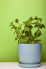 Natural green mint grass in a blue pot.