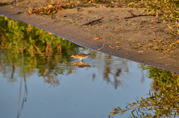 Autumn walk along the pond. Next to the bird Sandpiper. She's small, but energetic.
