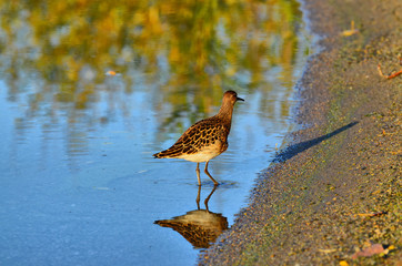 Autumn walk along the pond. Next to the bird Sandpiper. She's small, but energetic.