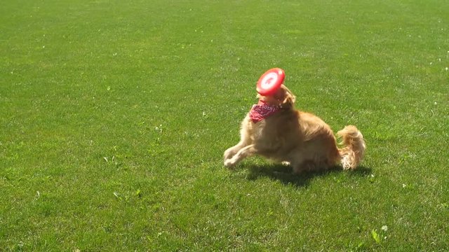 A golden retriever dog fails to catch a frisbee in slow motion and it hits her in the face.