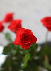 bouquet of red roses on a light background