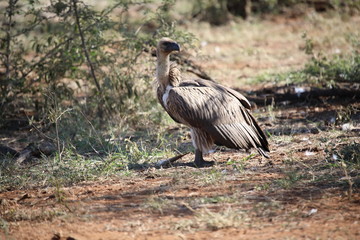 Cape Vulture