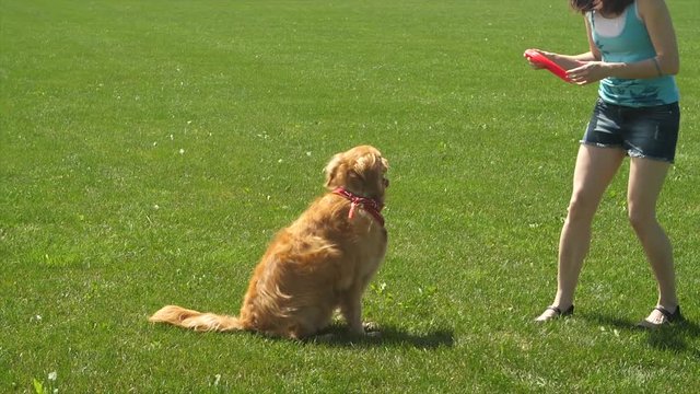 golden retriever dog fails to catch frisbee in slow motion