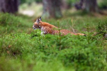 The Eurasian lynx (Lynx lynx), also known as the European or Siberian lynx in autumn colors. The kitten runs through the woods.