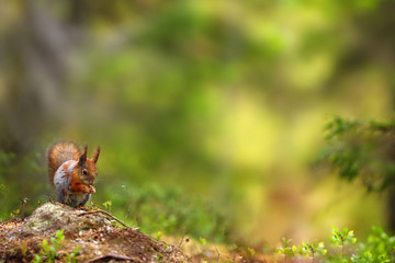 The red squirrel or Eurasian red sguirrel (Sciurus vulgaris) sitting in the scandinavian forest. Squirrel in a typical environment.
