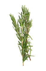 Rosemary isolated on white background.Top view