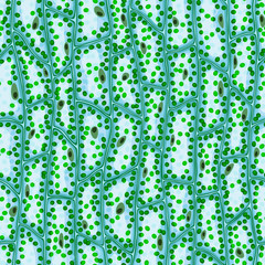 Seamless vector texture of plant cells under a microscope, with nuclei and chlorophyll particles
