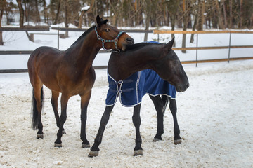 Domestic horses walking and biting each other in the snow paddock in winter