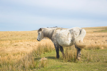 Semi-feral Dartmoor ponies grazing in the highland moorland of southern Devon, England