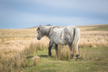 Semi-feral Dartmoor ponies grazing in the highland moorland of southern Devon, England
