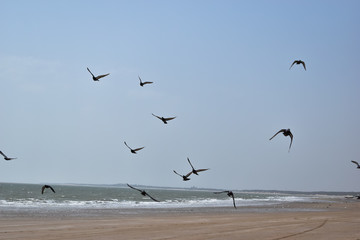 Birds, beach
