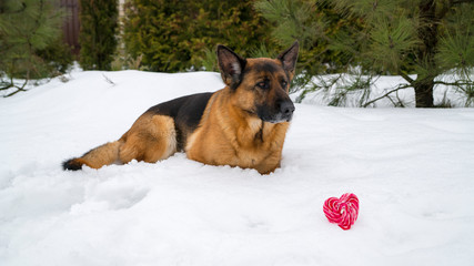Dog in winter with heart