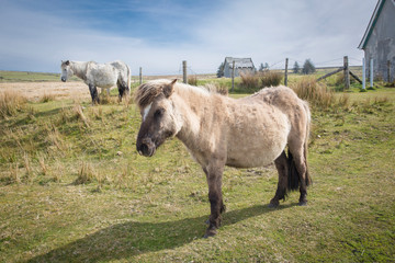 Semi-feral Dartmoor ponies grazing in the highland moorland of southern Devon, England