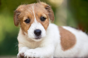 Beautiful cute jack russell pet dog puppy looking to the camera