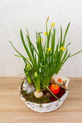 Spring, easter flowers in a white basket. Narcissus, hyacinths. White background.