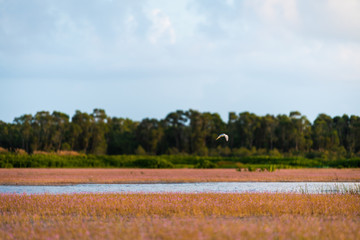 flowers of Leafy bladderwort in lake with birds