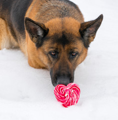 Dog in winter with heart